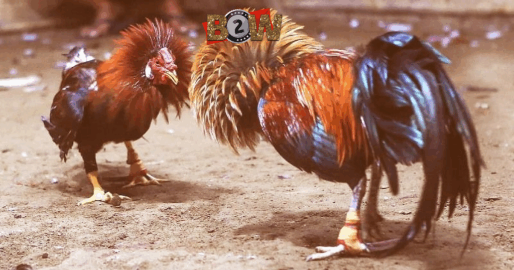 lấy trang gà SV388 giá gốc