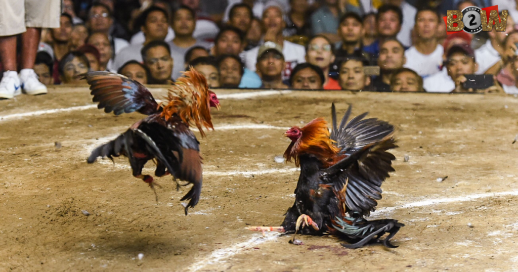 đá gà trực tiếp