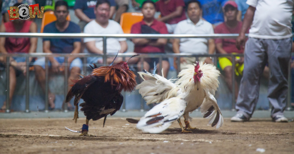 đá gà trực tiếp