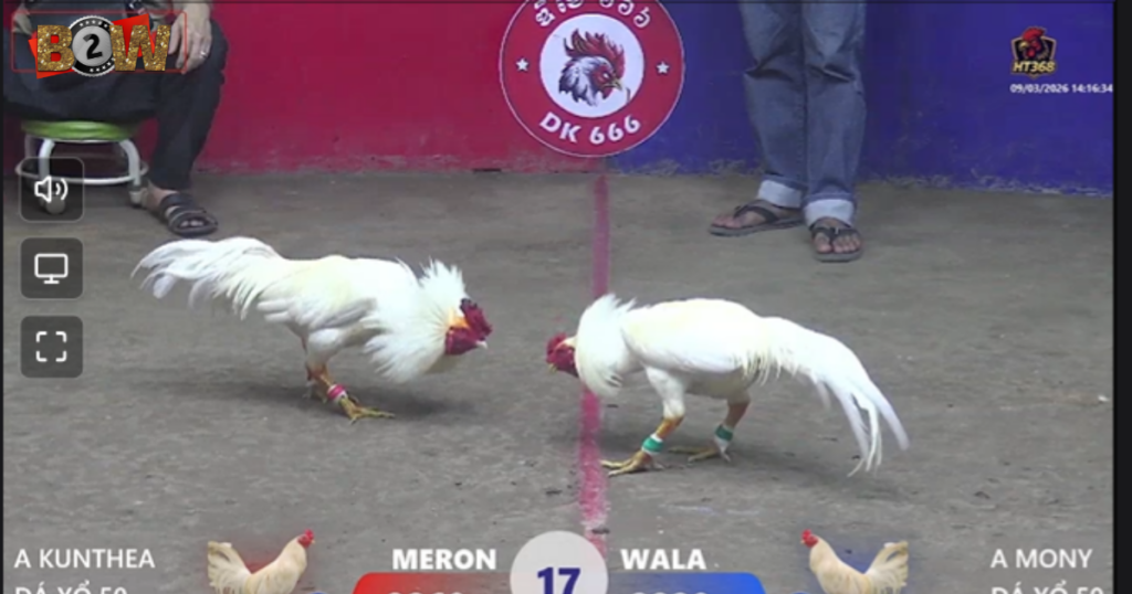 đá gà trực tiếp