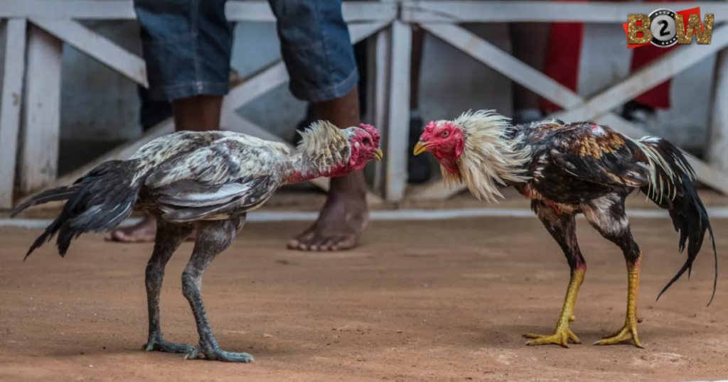 đá gà trực tiếp