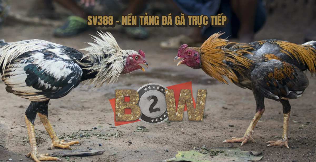 đá gà trực tiếp