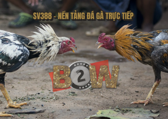 đá gà trực tiếp