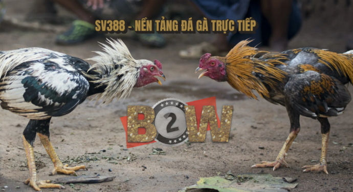đá gà trực tiếp